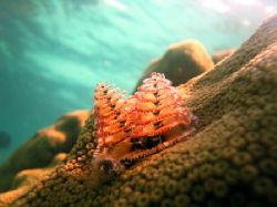 christmas tree worm
Key Largo, FL
canon s70, no strobes by Dylan Matheson 